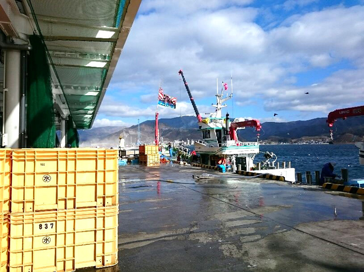 【１】新鮮ないわしを収穫